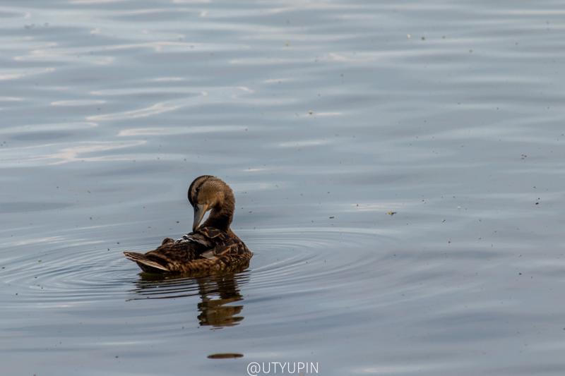 
              
              
              [
                Canon EOS 200D,
              
              
                EF-S55-250mm f/4-5.6 IS STM,
              
              
                250 mm,
              
              
                1/400,
              
              
                f/8,
              
              
                ISO200
              ]
            