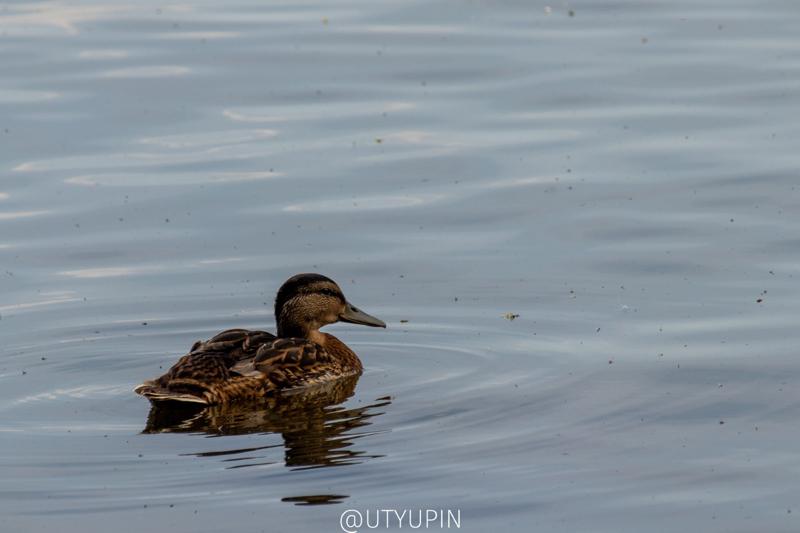 
              
              
              [
                Canon EOS 200D,
              
              
                EF-S55-250mm f/4-5.6 IS STM,
              
              
                250 mm,
              
              
                1/400,
              
              
                f/8,
              
              
                ISO200
              ]
            