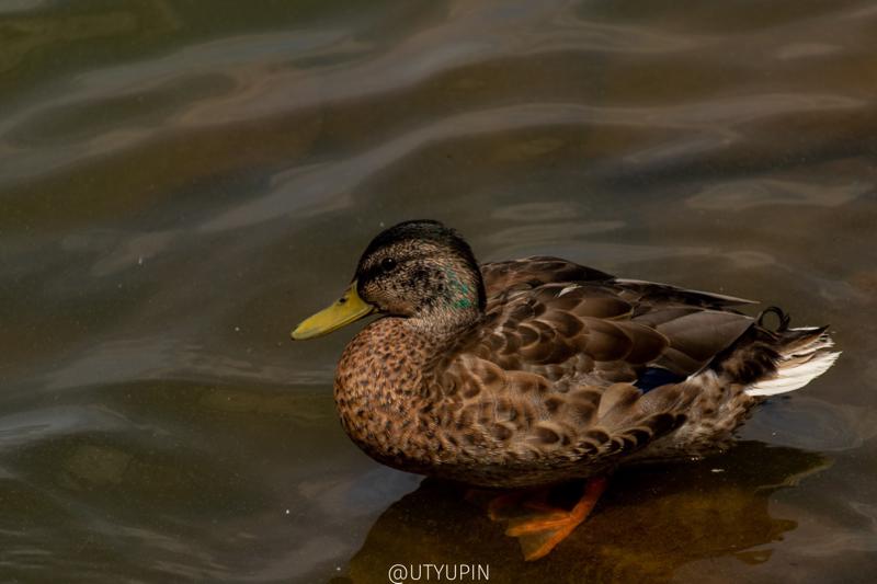 
              
              
              [
                Canon EOS 200D,
              
              
                EF-S55-250mm f/4-5.6 IS STM,
              
              
                250 mm,
              
              
                1/1250,
              
              
                f/5.6,
              
              
                ISO200
              ]
            