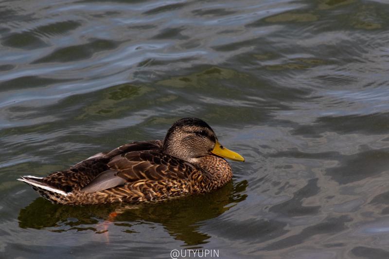 
              
              
              [
                Canon EOS 200D,
              
              
                EF-S55-250mm f/4-5.6 IS STM,
              
              
                250 mm,
              
              
                1/500,
              
              
                f/5.6,
              
              
                ISO200
              ]
            