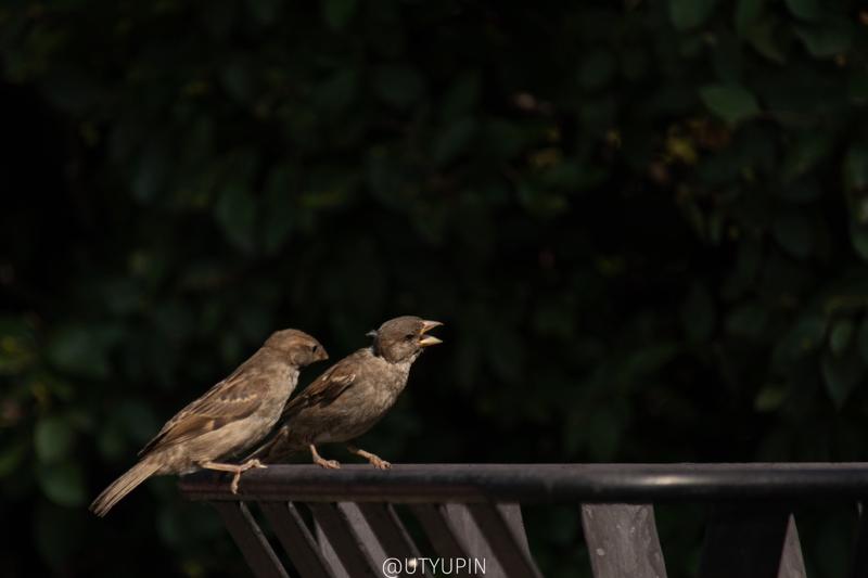 
              
              
              [
                Canon EOS 200D,
              
              
                EF-S55-250mm f/4-5.6 IS STM,
              
              
                250 mm,
              
              
                1/1000,
              
              
                f/5.6,
              
              
                ISO200
              ]
            