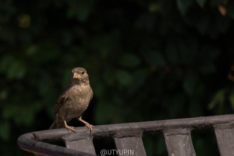 
              
              
              [
                Canon EOS 200D,
              
              
                EF-S55-250mm f/4-5.6 IS STM,
              
              
                250 mm,
              
              
                1/800,
              
              
                f/5.6,
              
              
                ISO200
              ]
            