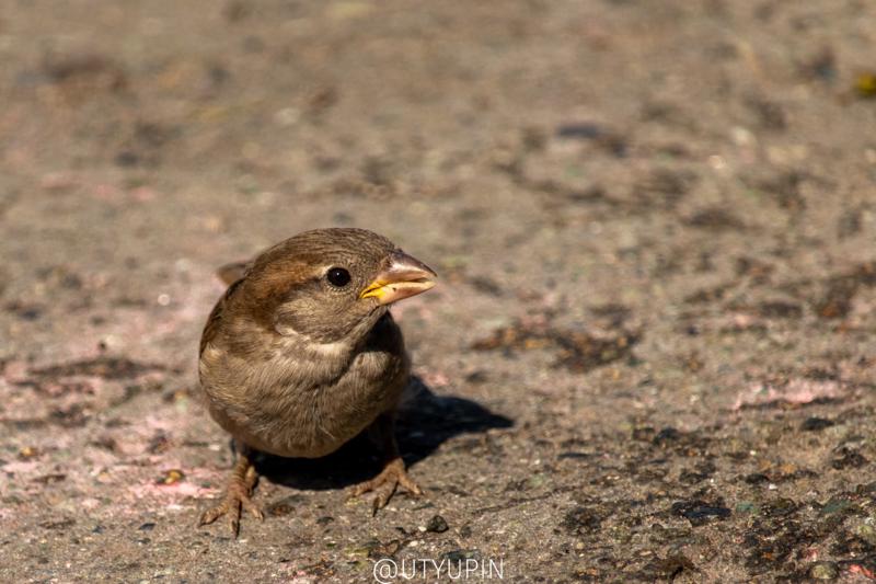 
              
              
              [
                Canon EOS 200D,
              
              
                EF-S55-250mm f/4-5.6 IS STM,
              
              
                250 mm,
              
              
                1/1250,
              
              
                f/5.6,
              
              
                ISO200
              ]
            