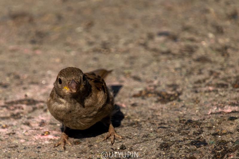 
              
              
              [
                Canon EOS 200D,
              
              
                EF-S55-250mm f/4-5.6 IS STM,
              
              
                250 mm,
              
              
                1/1250,
              
              
                f/5.6,
              
              
                ISO200
              ]
            