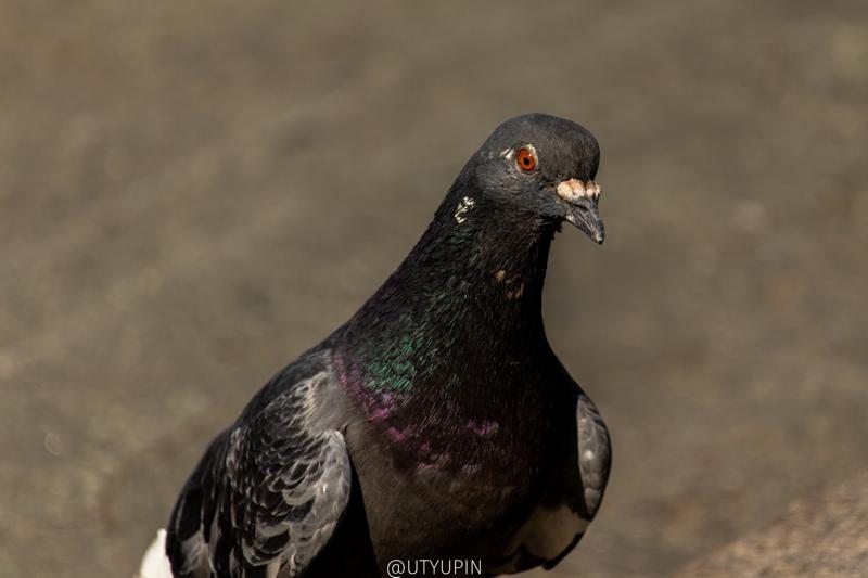 
              
              
              [
                Canon EOS 200D,
              
              
                EF-S55-250mm f/4-5.6 IS STM,
              
              
                250 mm,
              
              
                1/800,
              
              
                f/5.6,
              
              
                ISO100
              ]
            