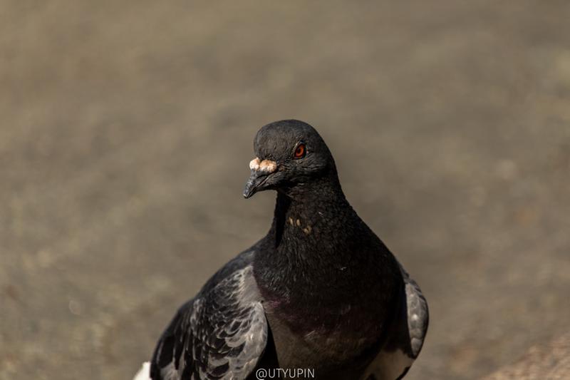 
              
              
              [
                Canon EOS 200D,
              
              
                EF-S55-250mm f/4-5.6 IS STM,
              
              
                250 mm,
              
              
                1/800,
              
              
                f/5.6,
              
              
                ISO100
              ]
            