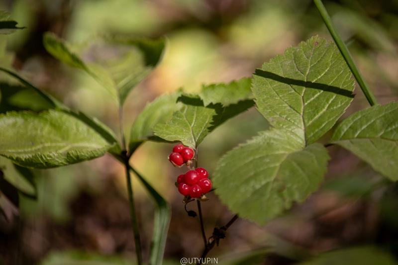 
              
              
              [
                Canon EOS 200D,
              
              
                EF-S55-250mm f/4-5.6 IS STM,
              
              
                218 mm,
              
              
                1/800,
              
              
                f/5.6,
              
              
                ISO800
              ]
            