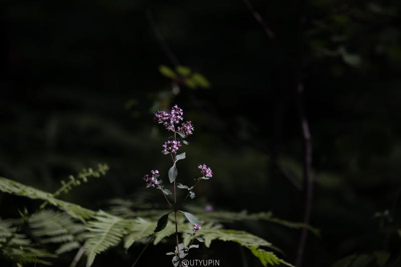 
              
              
              [
                Canon EOS 200D,
              
              
                EF-S55-250mm f/4-5.6 IS STM,
              
              
                124 mm,
              
              
                1/800,
              
              
                f/5,
              
              
                ISO100
              ]
            