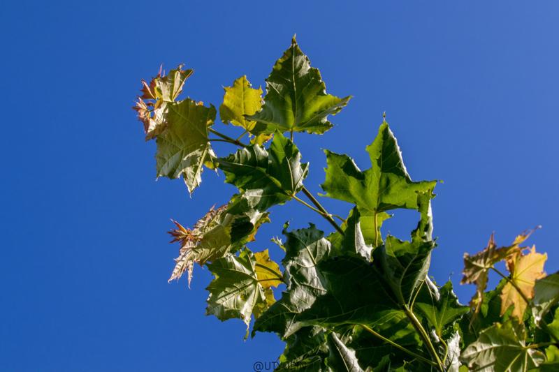 
              
              
              [
                Canon EOS 200D,
              
              
                EF-S55-250mm f/4-5.6 IS STM,
              
              
                55 mm,
              
              
                1/250,
              
              
                f/14,
              
              
                ISO400
              ]
            