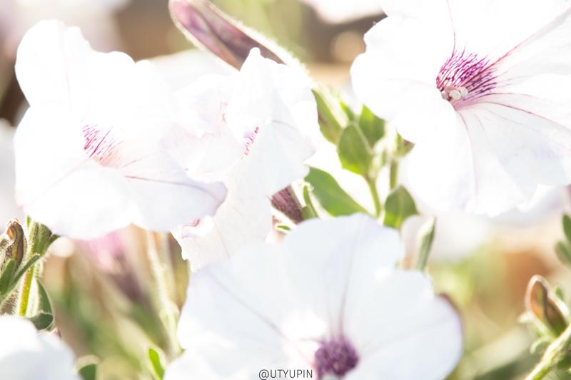 
              
              
              [
                Canon EOS 200D,
              
              
                EF-S55-250mm f/4-5.6 IS STM,
              
              
                250 mm,
              
              
                1/250,
              
              
                f/6.3,
              
              
                ISO400
              ]
            